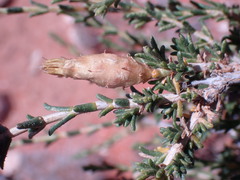 Pteronia mucronata