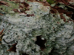 Icmadophila ericetorum