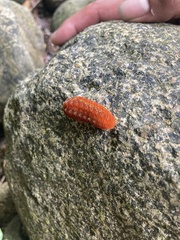 Dalceridae