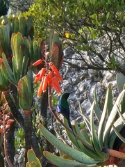Nectarinia famosa