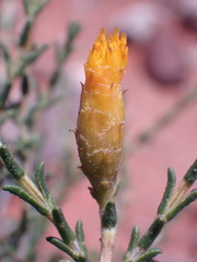 Pteronia mucronata
