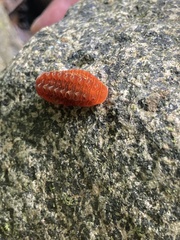 Dalceridae