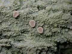 Icmadophila ericetorum