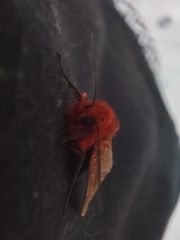 Phaegopterina