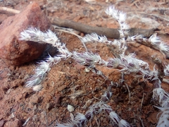 Selaginella dregei