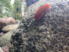Dalceridae