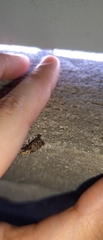 Meconemus