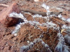 Selaginella dregei