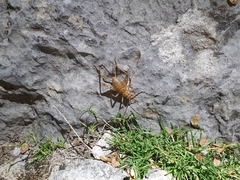 Gryllomorpha dalmatina