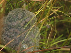Ambystoma gracile