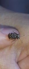 Meconemus