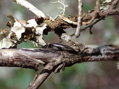Elateridae