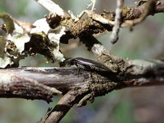 Elateridae