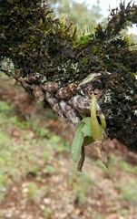 Dendrobium wangliangii