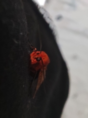 Phaegopterina