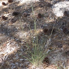 Blepharoneuron tricholepis