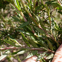Cliffortia strobilifera