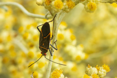 Leptocoris