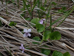 Viola palustris