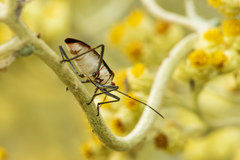 Leptocoris