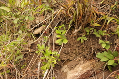 Cussonia thyrsiflora