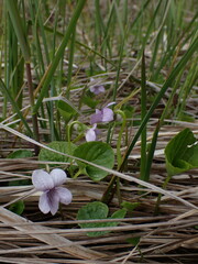 Viola palustris