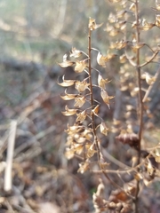 Collinsonia canadensis