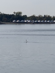 Cygnus