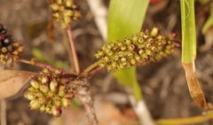 Cussonia thyrsiflora