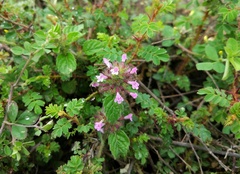 Clinopodium urticifolium
