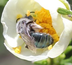 Andrena cerasifolii