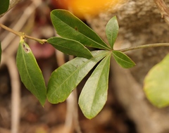 Cussonia thyrsiflora