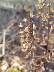 Collinsonia canadensis