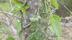 Cocculus hirsutus