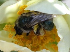 Andrena cerasifolii