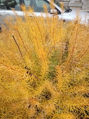 Amsonia hubrichtii
