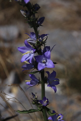 Campanula pyramidalis