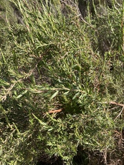 Cliffortia strobilifera