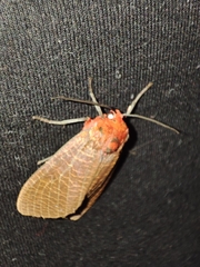 Phaegopterina
