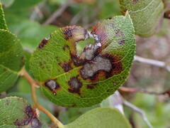 Cameraria gaultheriella