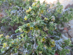 Thymelaea hirsuta