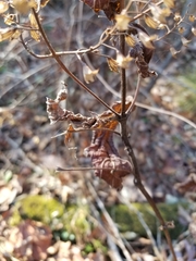 Collinsonia canadensis