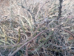 Euphorbia schinzii