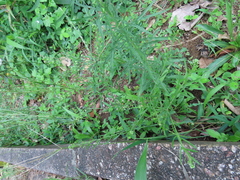 Lepidium virginicum