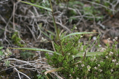 Felicia filifolia