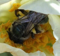 Andrena cerasifolii