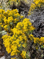 Ericameria laricifolia