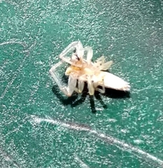 Hentzia mitrata