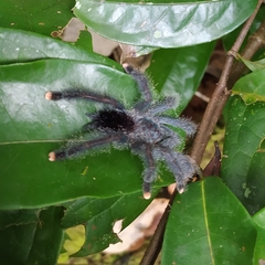 Avicularia avicularia