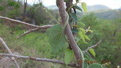 Cocculus hirsutus